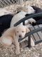 Labrador Retriever Puppies for sale in Millington, MD 21651, USA. price: $600