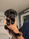 Labrador Retriever Puppies for sale in Fort Lupton, CO 80621, USA. price: $1,500