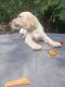 Labrador Retriever Puppies for sale in Chestertown, MD 21620, USA. price: $600