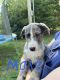 Labrador Retriever Puppies for sale in Arlington, WA 98223, USA. price: $500