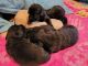 Labrador Retriever Puppies for sale in Hickory, NC, USA. price: $800