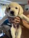 Labrador Retriever Puppies for sale in Brownton, WV 26347, USA. price: $400