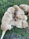Labrador Retriever Puppies for sale in Crown Point, IN 46307, USA. price: NA