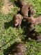 Labrador Retriever Puppies for sale in Lenoir, NC, USA. price: $700
