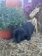 Labrador Retriever Puppies for sale in Smithfield, VA 23430, USA. price: $600