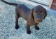 Labrador Retriever Puppies for sale in Canyonville, OR, USA. price: $300