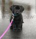 Labrador Retriever Puppies for sale in East Freetown, Freetown, MA, USA. price: $2,000