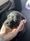 Labrador Retriever Puppies for sale in Smithfield, NC 27577, USA. price: $800