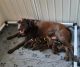 Labrador Retriever Puppies for sale in Springdale, WA, USA. price: $1,450
