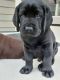 Labrador Retriever Puppies for sale in Port Washington, WI 53074, USA. price: $1,100
