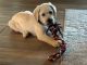 Labrador Retriever Puppies for sale in Texarkana, TX, USA. price: $140,000