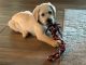 Labrador Retriever Puppies for sale in Texarkana, TX, USA. price: $1,400