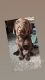 Labrador Retriever Puppies for sale in Battle Creek, MI, USA. price: $1,250
