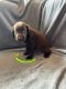 Labrador Retriever Puppies for sale in St Marys, OH 45885, USA. price: $400
