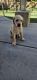Labrador Retriever Puppies for sale in Victorville, CA, USA. price: $1,200