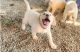 Labrador Retriever Puppies for sale in Holyoke, MA, USA. price: $1,000