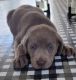 Labrador Retriever Puppies for sale in Sylacauga, AL, USA. price: $600