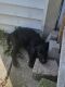 Labrador Retriever Puppies for sale in Woodhaven, MI 48183, USA. price: $300
