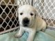 Labrador Retriever Puppies for sale in Pendleton, OR 97801, USA. price: $1,234