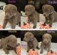 Labrador Retriever Puppies for sale in Durant, OK, USA. price: $60,000