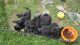 Labrador Retriever Puppies for sale in Milwaukee, WI, USA. price: $100,000