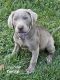 Labrador Retriever Puppies for sale in Seymour, IN 47274, USA. price: $1,000