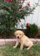Labrador Retriever Puppies for sale in Troy, MO, USA. price: $600