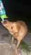 Labrador Retriever Puppies for sale in Milton, FL, USA. price: $100