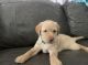Labrador Retriever Puppies for sale in Medina, OH 44256, USA. price: $800
