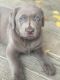 Labrador Retriever Puppies for sale in Miami, FL, USA. price: $700
