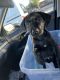 Labrador Retriever Puppies for sale in Sulphur Springs, Tampa, FL 33604, USA. price: $100