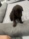 Labrador Retriever Puppies for sale in Norwalk, CA, USA. price: $1,000