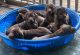 Labrador Retriever Puppies for sale in Horton St, Dighton, MA 02764, USA. price: NA