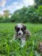 Labrador Retriever Puppies for sale in Conway, FL, USA. price: NA