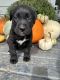 Labrador Retriever Puppies for sale in West Des Moines, IA, USA. price: $300