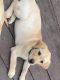 Labrador Retriever Puppies for sale in Roselle, IL 60172, USA. price: $1,000