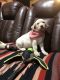 Labrador Retriever Puppies for sale in Arcola, TX 77583, USA. price: $400