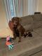Labrador Retriever Puppies for sale in Brockton, MA, USA. price: $700