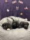 Labrador Retriever Puppies for sale in Pasadena, MD 21122, USA. price: $600