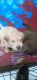Labrador Retriever Puppies for sale in Johnson City, TN, USA. price: $500