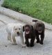 Labrador Retriever Puppies for sale in Sugar Land, TX, USA. price: NA