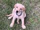Labrador Retriever Puppies for sale in Orange City, FL, USA. price: NA
