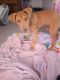 Labrador Retriever Puppies for sale in Cheboygan, MI 49721, USA. price: NA