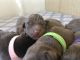 Labrador Retriever Puppies for sale in Hartwell, GA 30643, USA. price: $1,500