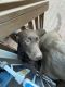 Labrador Retriever Puppies for sale in Yelm, WA, USA. price: $500
