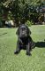 Labrador Retriever Puppies for sale in Victorville, CA, USA. price: $700