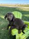 Labrador Retriever Puppies for sale in Clifton, KS 66937, USA. price: $400