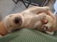 Labrador Retriever Puppies for sale in 8 Leeman Rd, Abbot, ME 04406, USA. price: $1,100