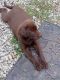 Labrador Retriever Puppies for sale in Linden, NC 28356, USA. price: $1,000