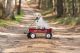 Labrador Retriever Puppies for sale in Hickory, NC, USA. price: $400